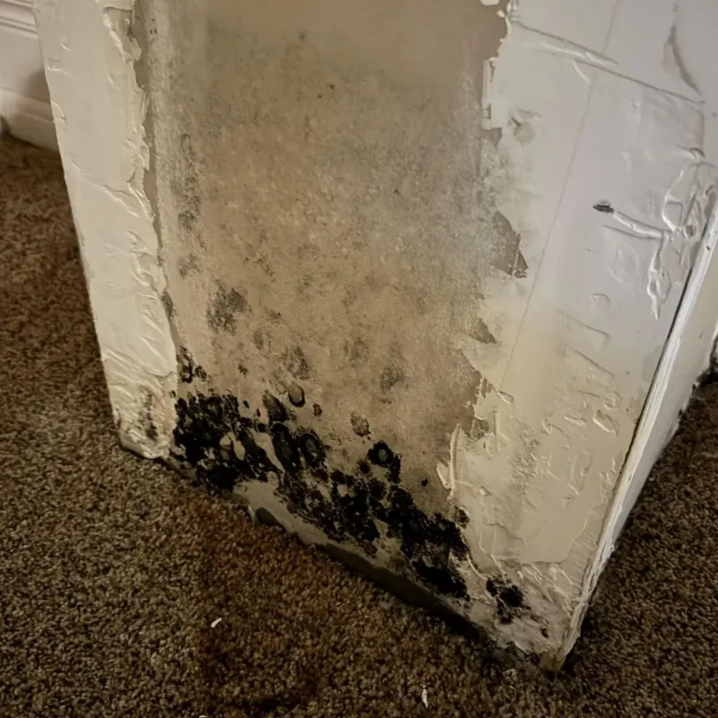 Professional Mold Removal in Bedford, OH